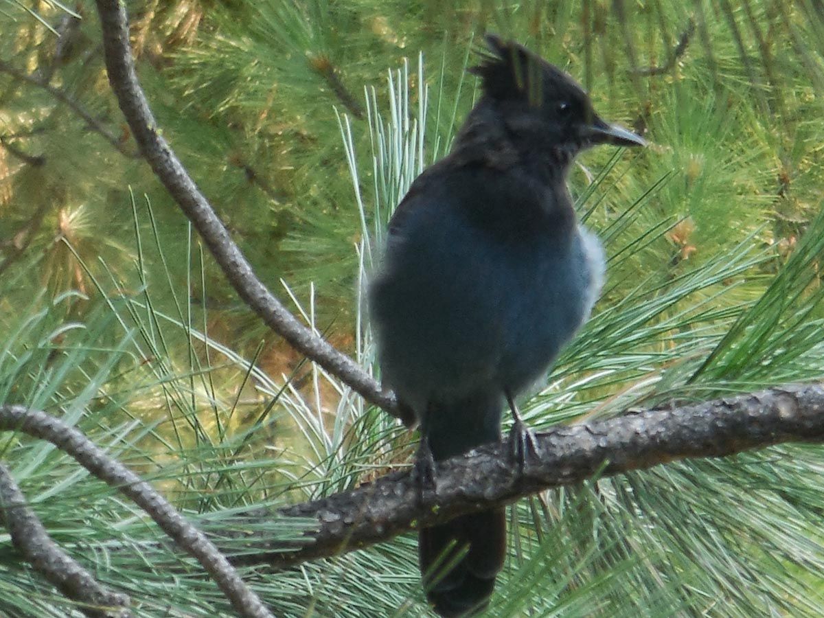 Steller's Jay